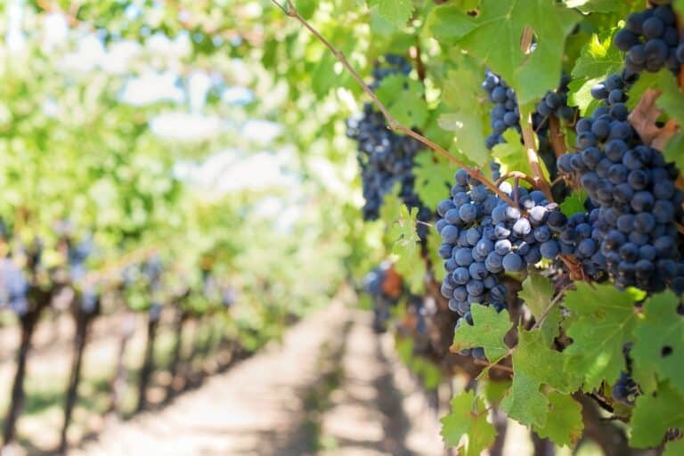 Gute Erträge erwartet: Weinlese in Frankreich startet verfrüht